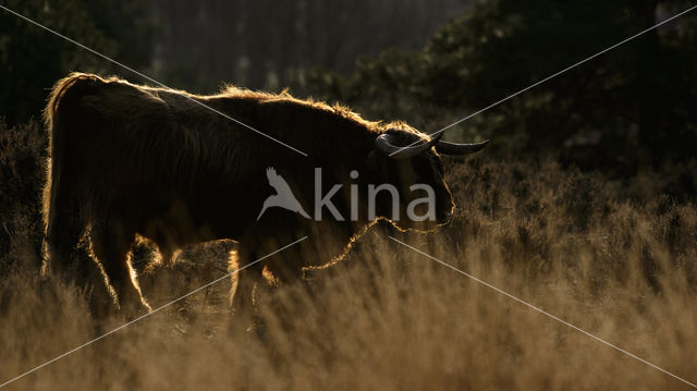 Highland Cow (Bos domesticus)
