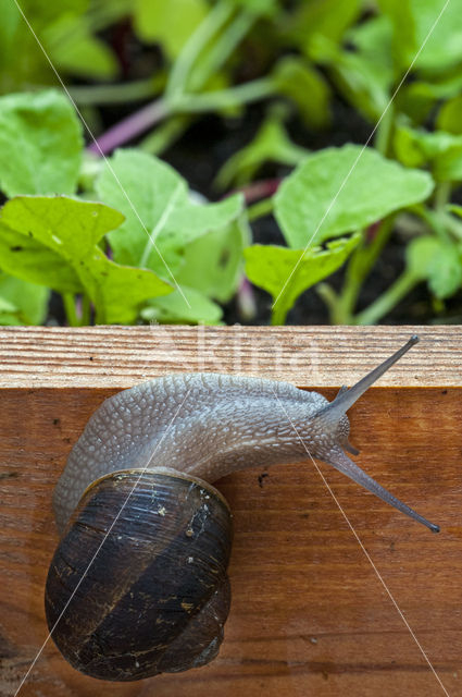 Segrijnslak (Helix aspersa aspersa)