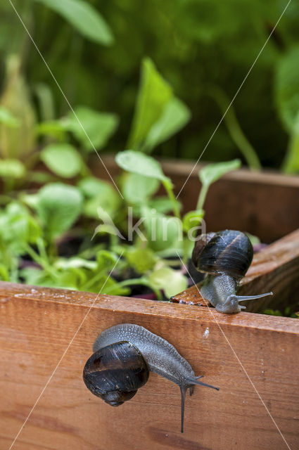 Common Garden Snail (Helix aspersa aspersa)