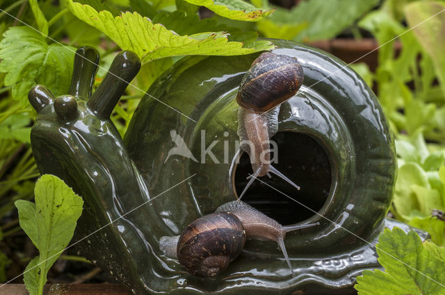 Common Garden Snail (Helix aspersa aspersa)