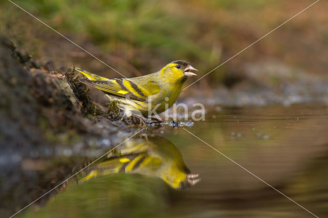 Sijs (Carduelis spinus)