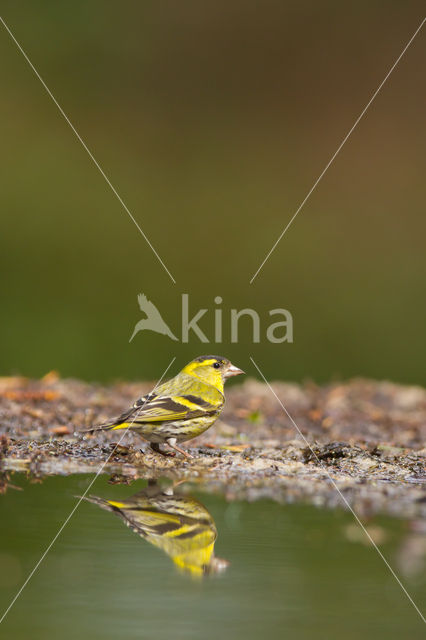 Eurasian Siskin (Carduelis spinus)