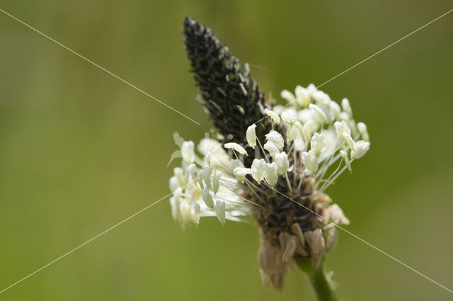 Smalle weegbree (Plantago lanceolata)