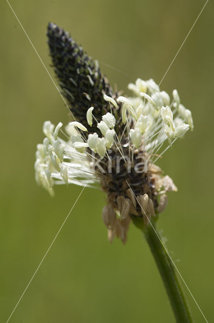 Smalle weegbree (Plantago lanceolata)