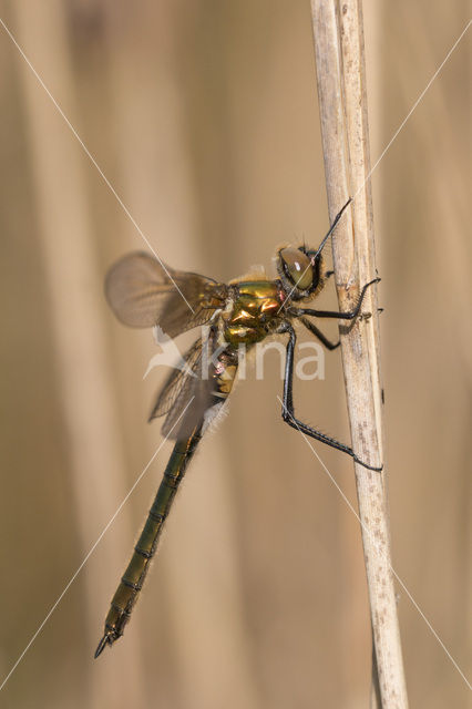 Downy Emerald (Cordulia aenea)