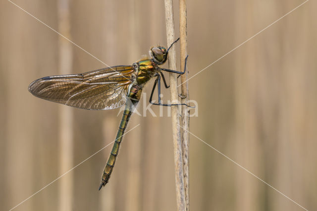 Downy Emerald (Cordulia aenea)