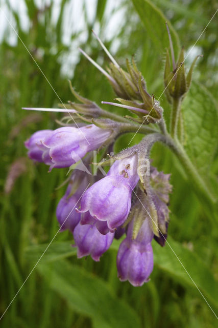 Symphytum grandiflorum