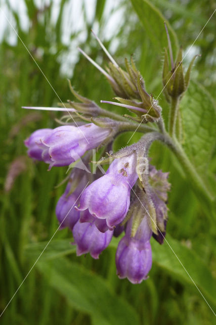 smeerwortel (Symphytum grandiflorum)