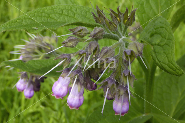 smeerwortel (Symphytum grandiflorum)