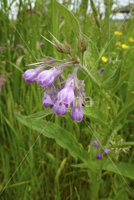 smeerwortel (Symphytum grandiflorum)