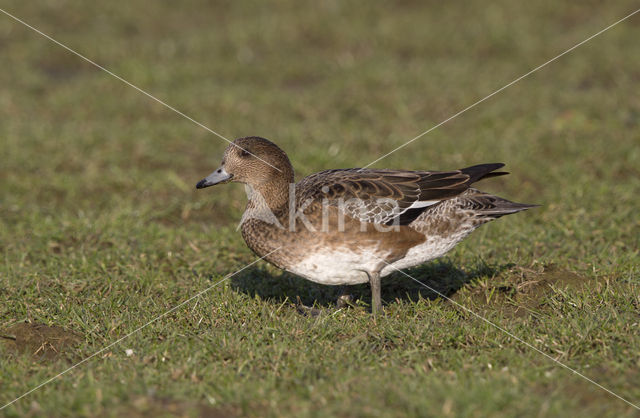 Wigeon (Anas penelope)