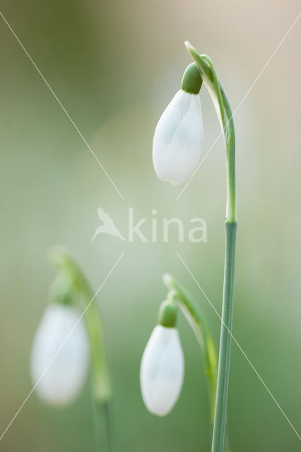 Sneeuwklokje (Galanthus spec.)