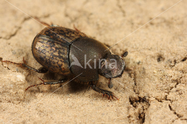 Scarab Beetle (Onthophagus similis)