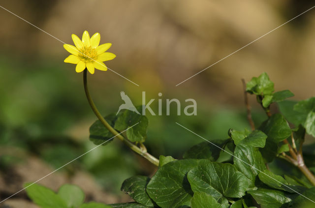 Lesser Celandine (Ranunculus ficaria)