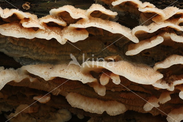 Jelly Rot (Merulius tremellosus)