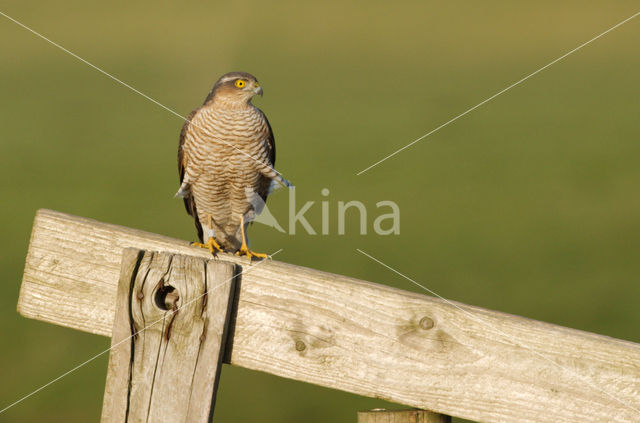 Sparrow Hawk (Accipiter nisus)
