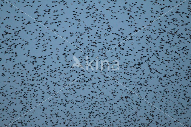 European Starling (Sturnus vulgaris)