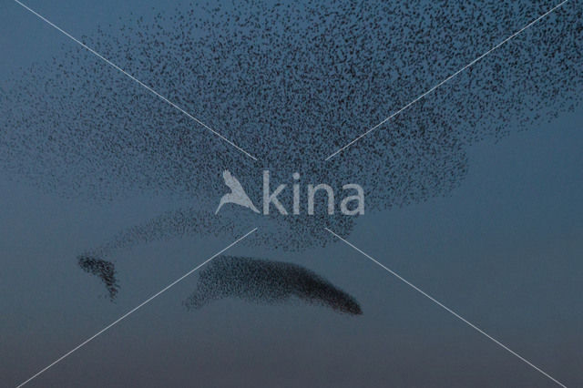 European Starling (Sturnus vulgaris)