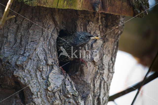 European Starling (Sturnus vulgaris)