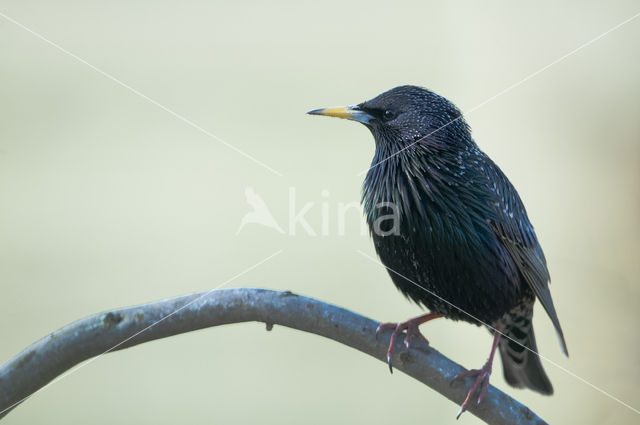 European Starling (Sturnus vulgaris)