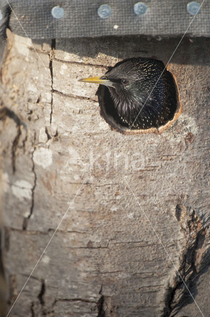 European Starling (Sturnus vulgaris)