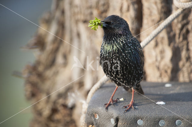 European Starling (Sturnus vulgaris)