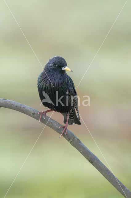 Spreeuw (Sturnus vulgaris)