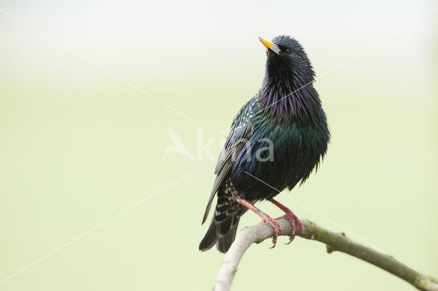 European Starling (Sturnus vulgaris)