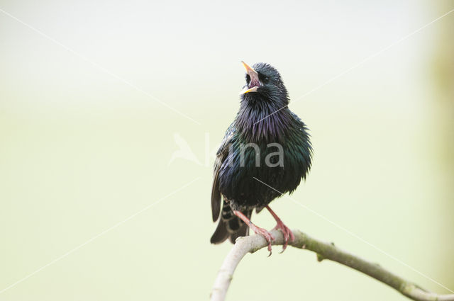 European Starling (Sturnus vulgaris)