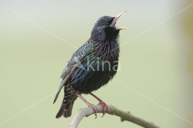 European Starling (Sturnus vulgaris)