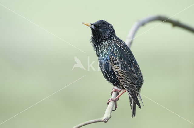 European Starling (Sturnus vulgaris)