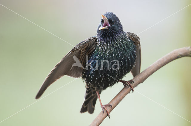 Spreeuw (Sturnus vulgaris)