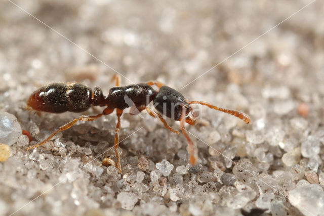 Staafmiertje (Ponera coarctata)