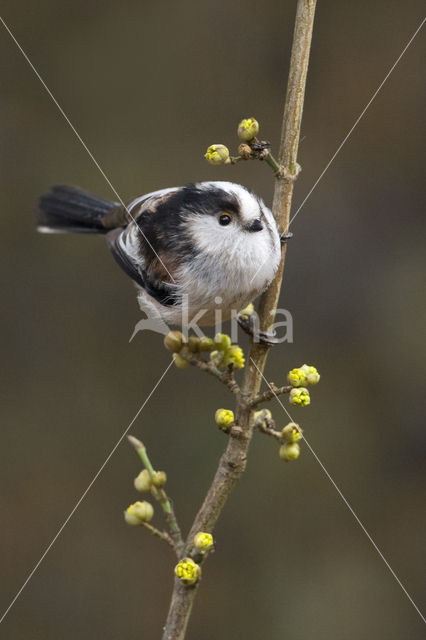 Long-tailed Tit (Aegithalos caudatus)