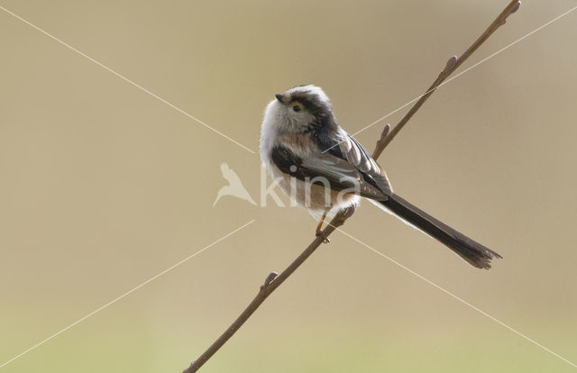 Long-tailed Tit (Aegithalos caudatus)