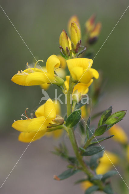 Petty Whin (Genista anglica)