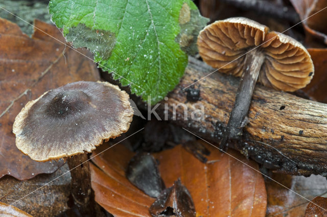 Sterspoorvezelkop (Inocybe asterospora)