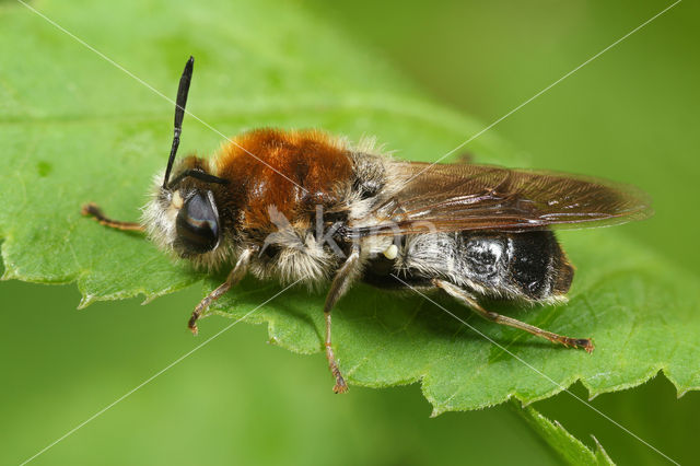 long-horned general (Stratiomys longicornis)
