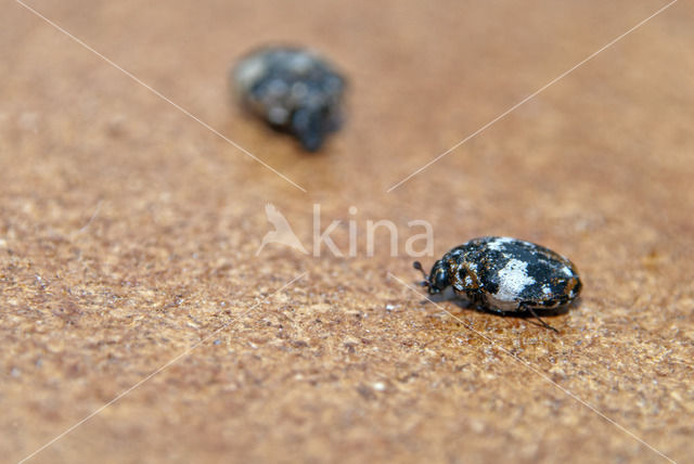 varied carpet beetle (Anthrenus verbasci)