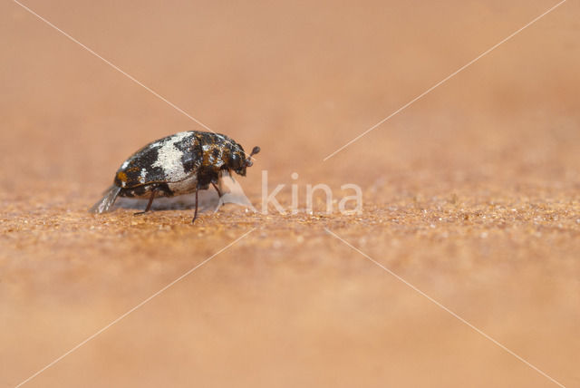 Tapijtkever (Anthrenus verbasci)