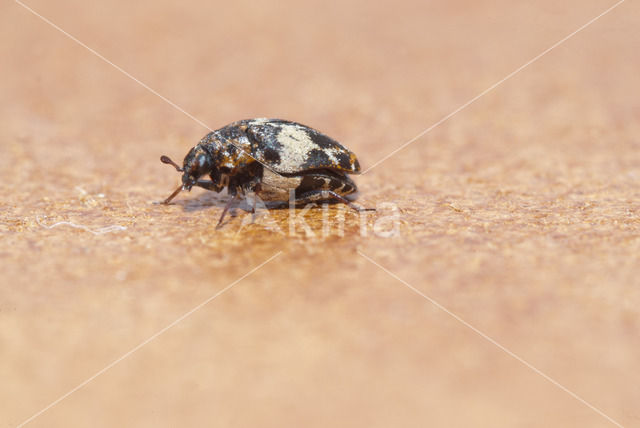 varied carpet beetle (Anthrenus verbasci)