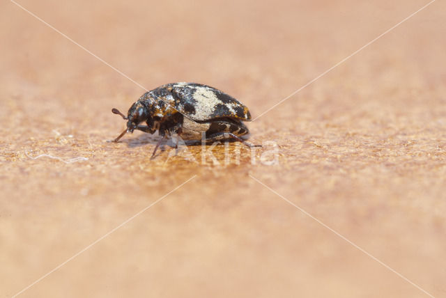 Tapijtkever (Anthrenus verbasci)