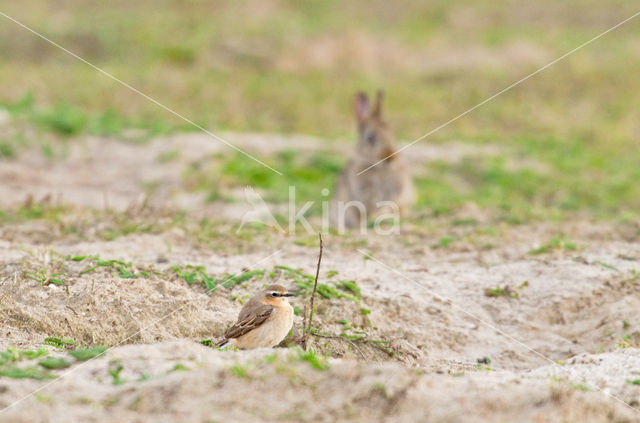 Northern Wheatear (Oenanthe oenanthe)