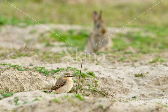 Northern Wheatear (Oenanthe oenanthe)