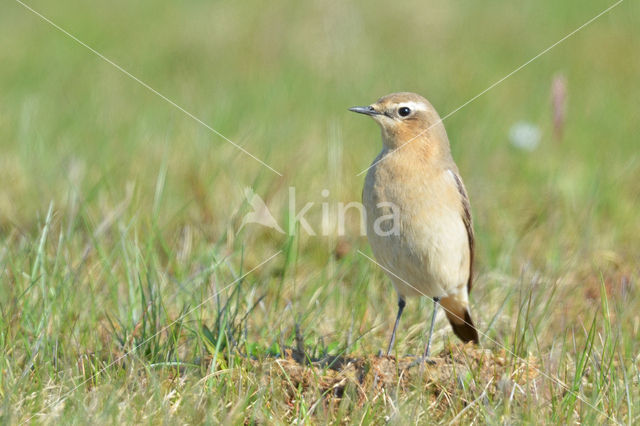 Northern Wheatear (Oenanthe oenanthe)