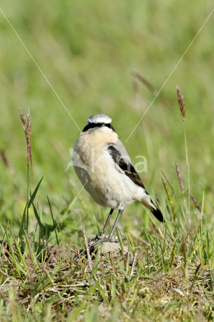 Northern Wheatear (Oenanthe oenanthe)