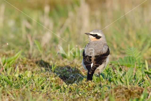 Northern Wheatear (Oenanthe oenanthe)