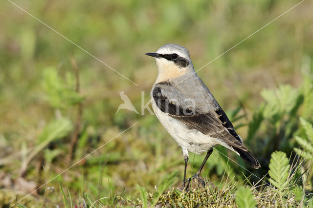 Northern Wheatear (Oenanthe oenanthe)