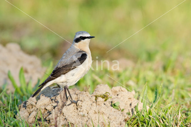 Northern Wheatear (Oenanthe oenanthe)