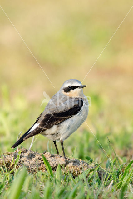 Northern Wheatear (Oenanthe oenanthe)